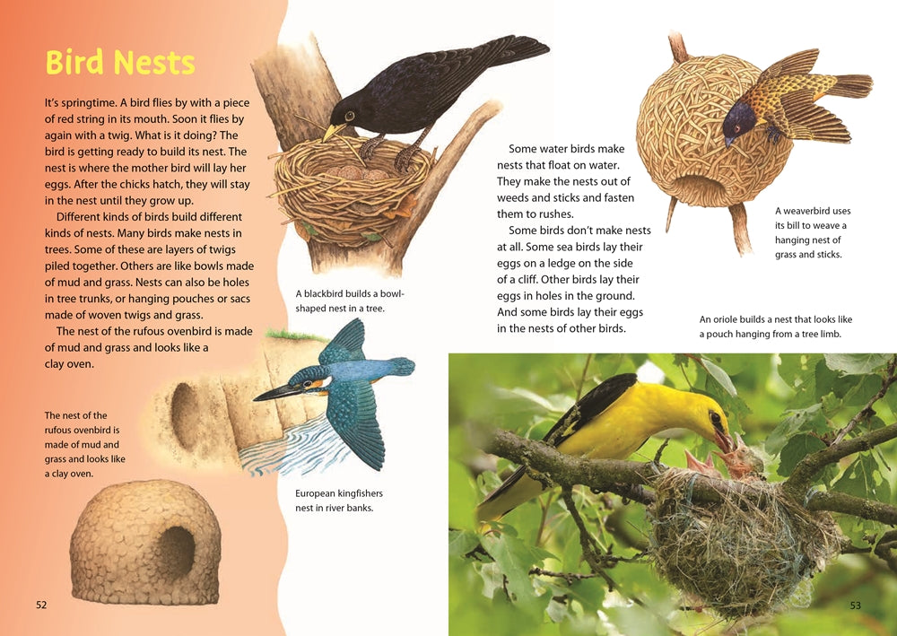 Book page about bird nests with illustrations and text.